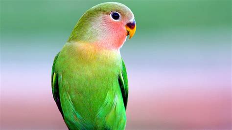 green parrot photo|parrot green colour background.